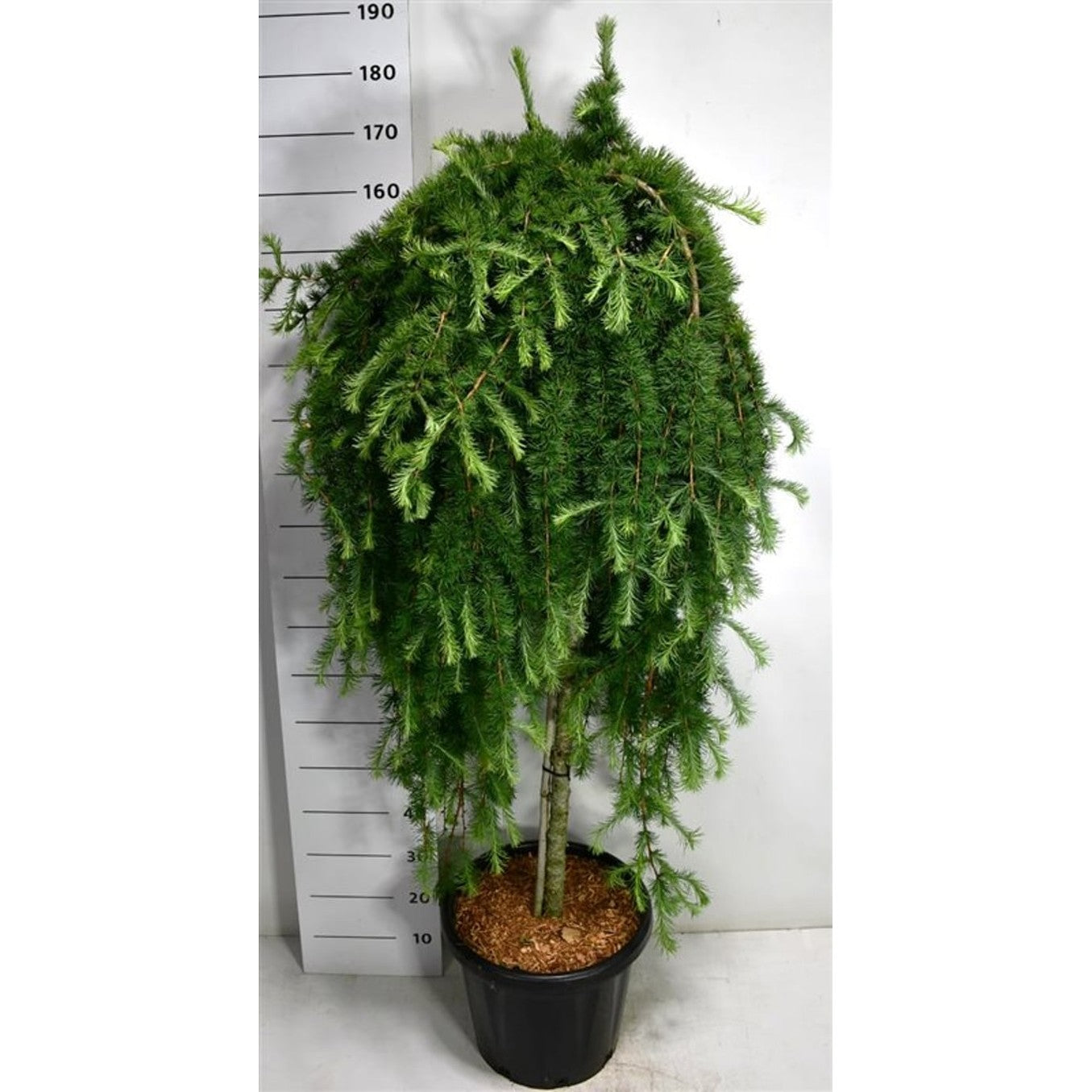 Japansk lärk – Larix kaempferi 'Stiff Weeper' - C25 120 cm. Stam